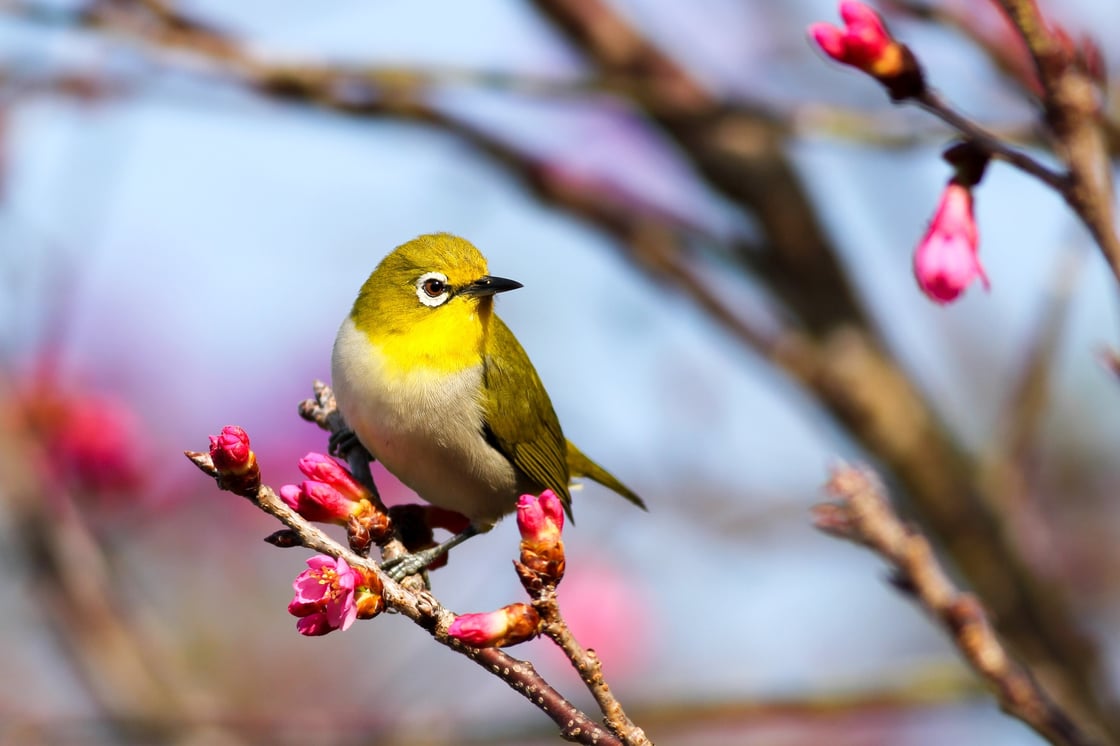 bird walk