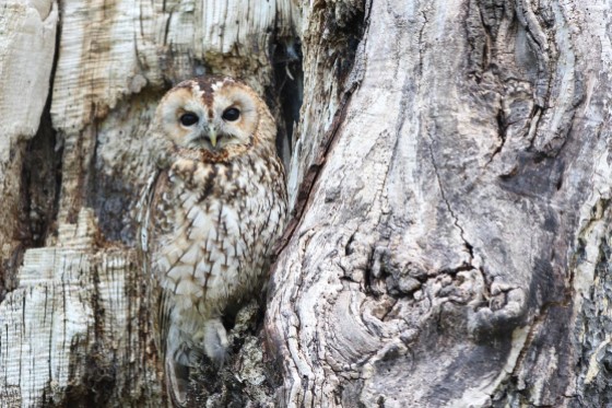 bird_walk_talk
