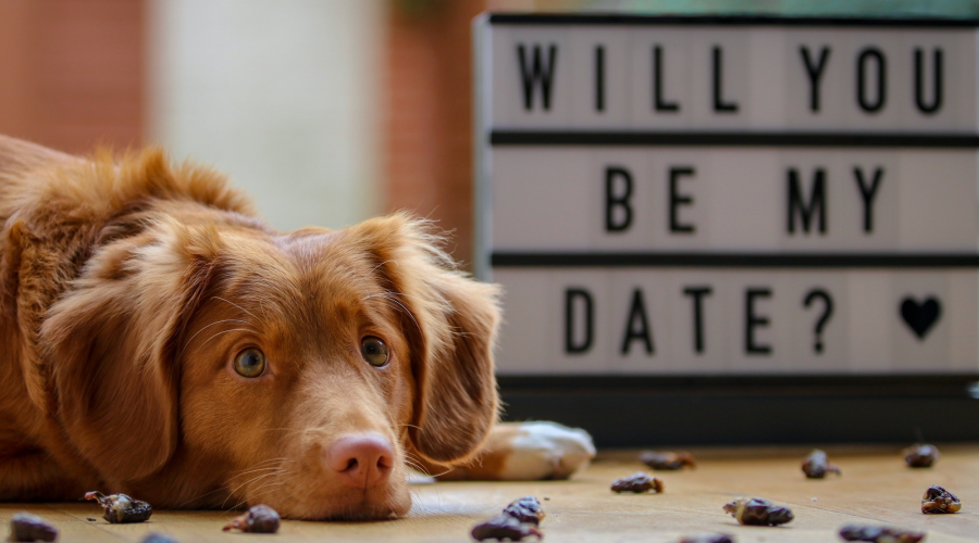 dog date for valentine_unsplash