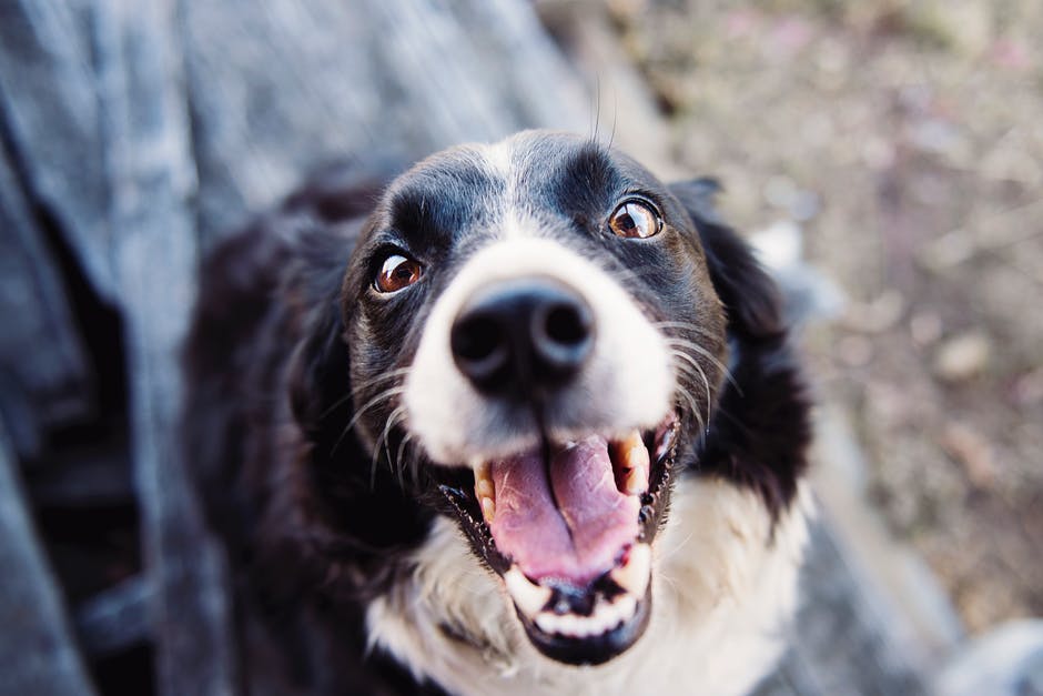 dog smiling