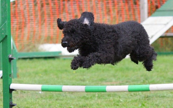 doggie_olympics