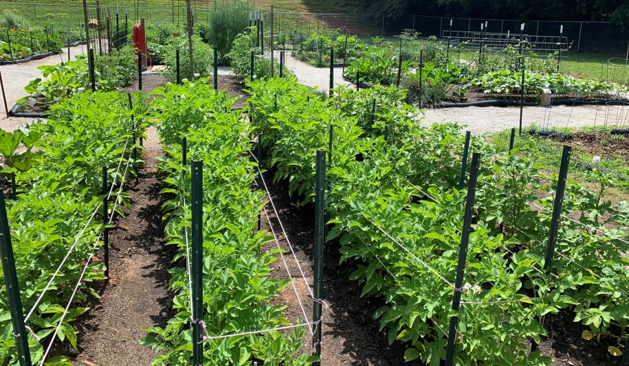 garden