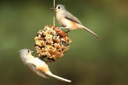 hopper bird feeder