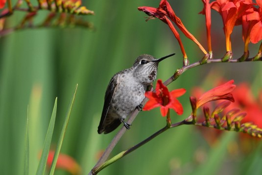 hummingbird