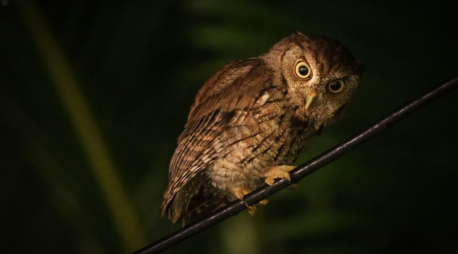 owl prowl