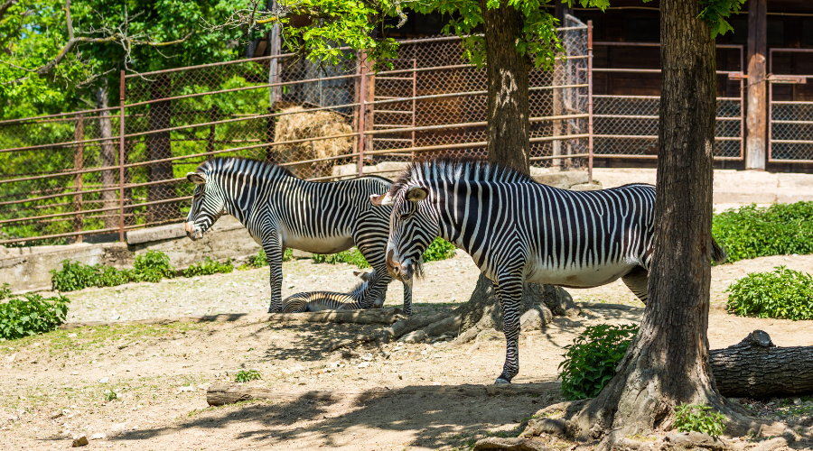 zootastic